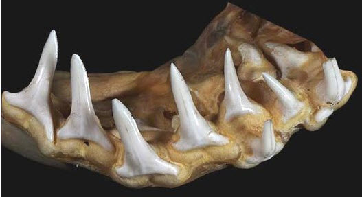 Prionace glauca _09.jpg